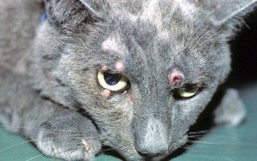 Гемобартонеллез — инфекционная анемия кошек