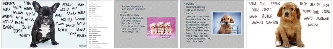 Русские клички для собак, красивые имена для щенков мальчиков и девочек на русском.