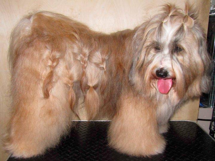 Тибетский терьер (tibetan terrier): описание породы, уход, содержание и воспитание декоративной собаки
