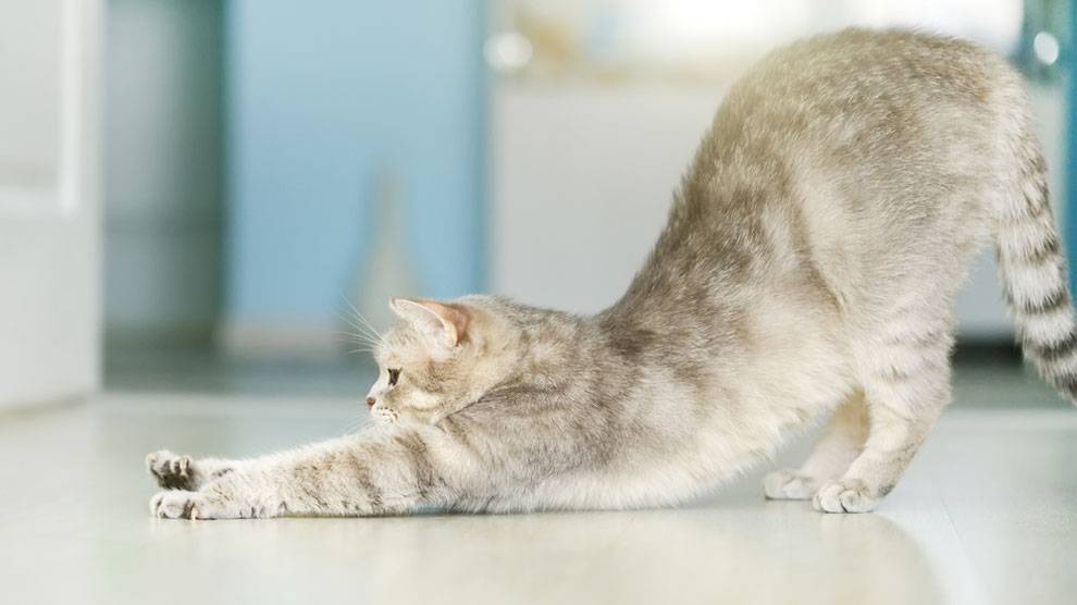 Сколько длится течка у кошек: особенности и периодичность