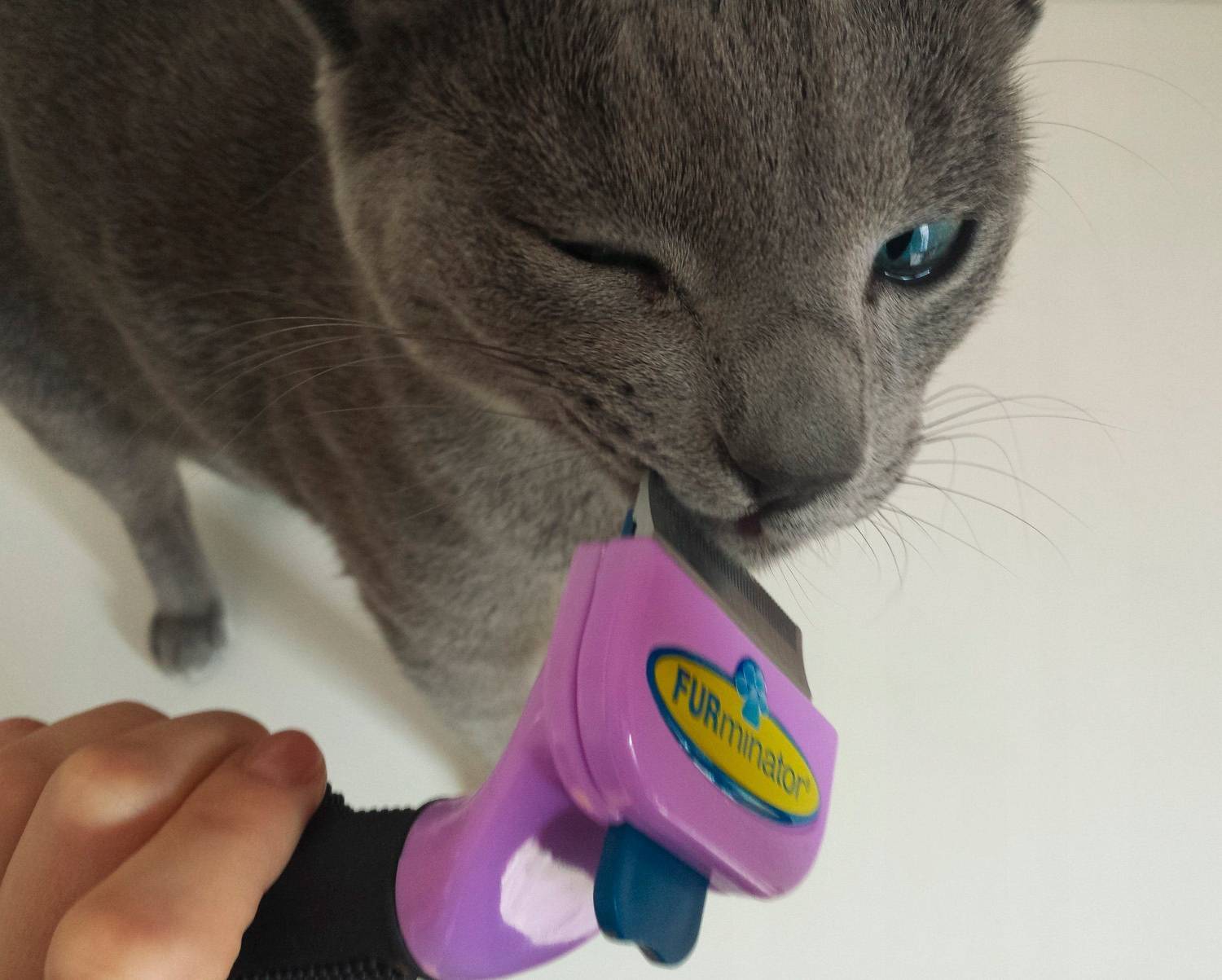 Фурминатор для кошки – фото, выбор, применение, отзывы