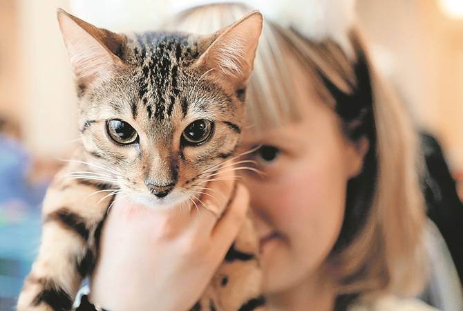 Кошка просит кота, орет: как ее успокоить в домашних условиях, что делать?