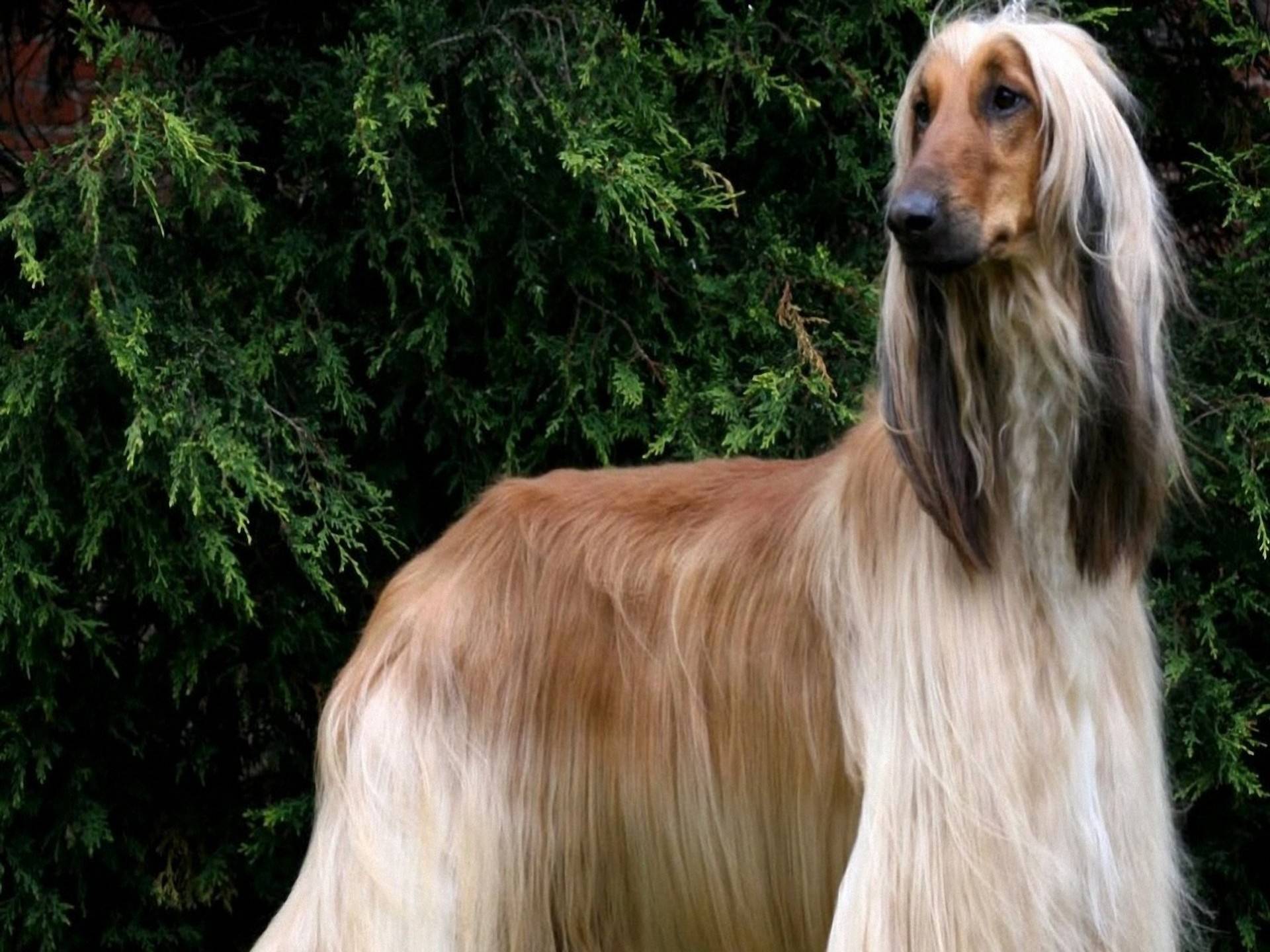 породы собак длинношерстных с фотографиями и названиями