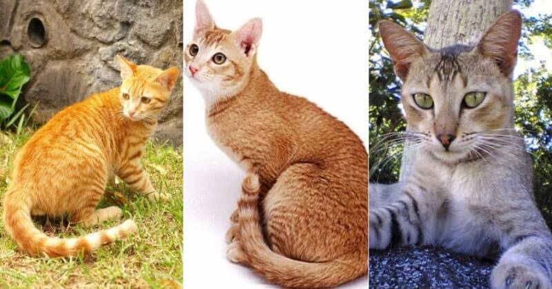 Цейлонская кошка — интересные факты о породе