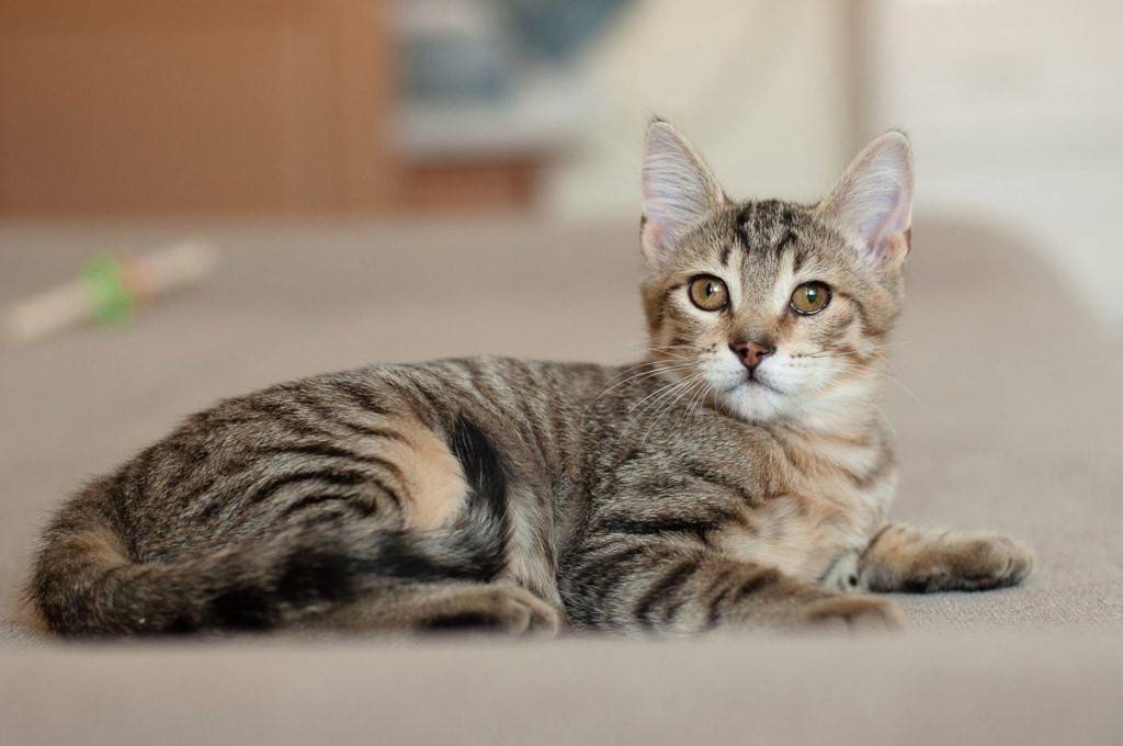 Калифорнийская сияющая кошка: особенности породы