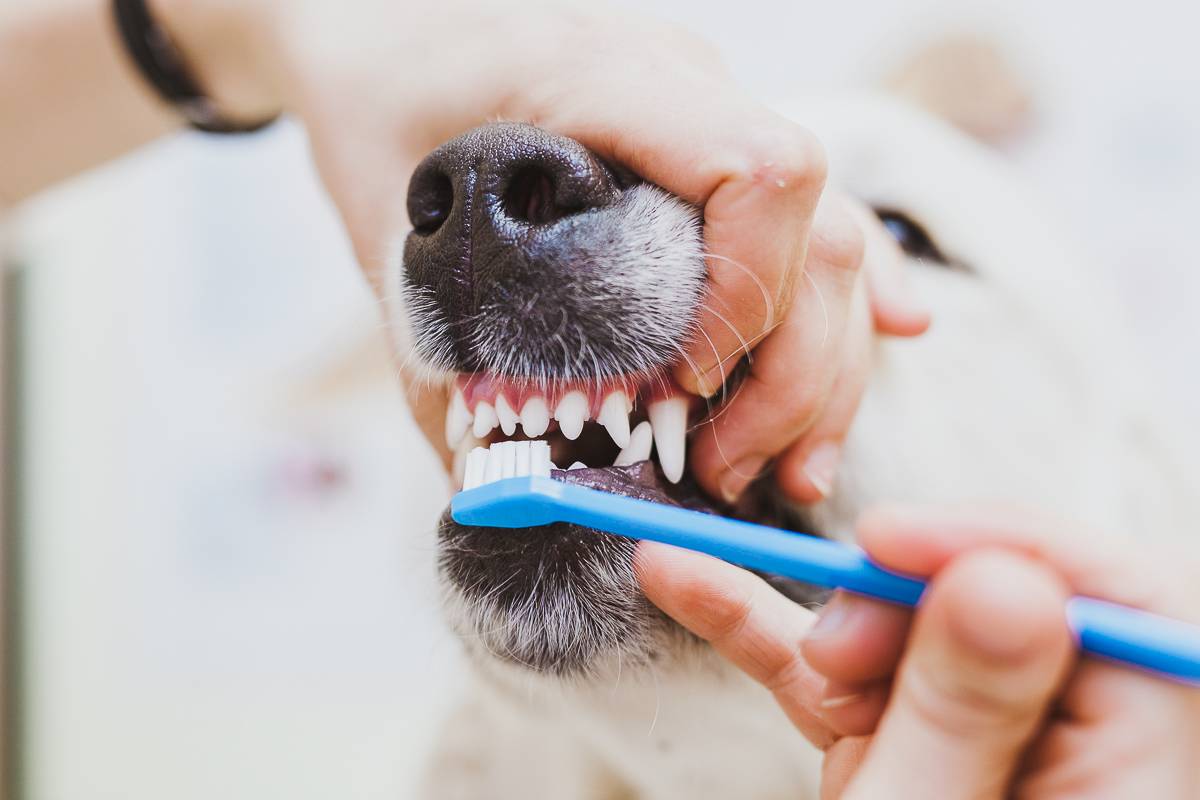 Как почистить зубы собаке в домашних условиях
как почистить зубы собаке в домашних условиях