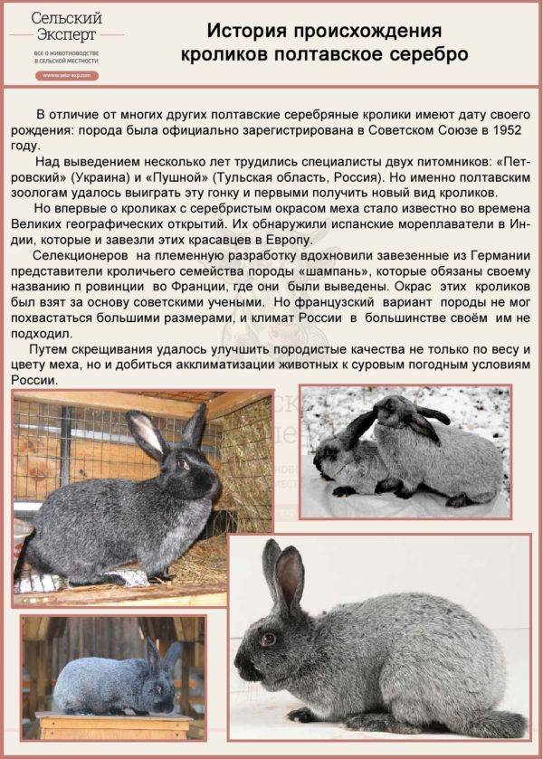 Какие породы кроликов можно скрестить. Вес кроликов Полтавское серебро. Полтавская серебристая порода кроликов. Порода кроликов серебристый Полтавский. Кролик серебристый Полтавское серебро описание породы.