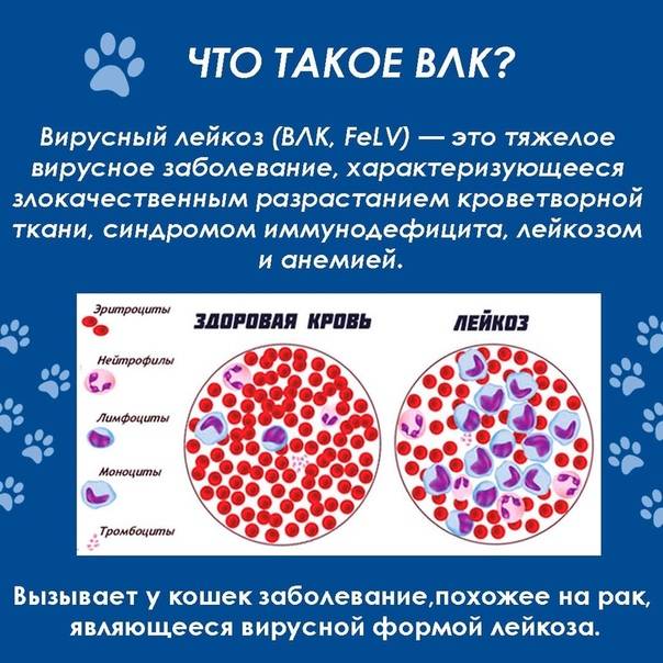 Лейкоз (лейкемия) кошек и котов. симптомы. лечение в россии