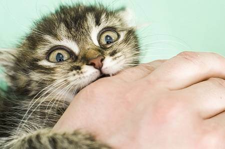 Признаки роста зубов у котят. у котенка режутся зубы: что надо делать и что не надо