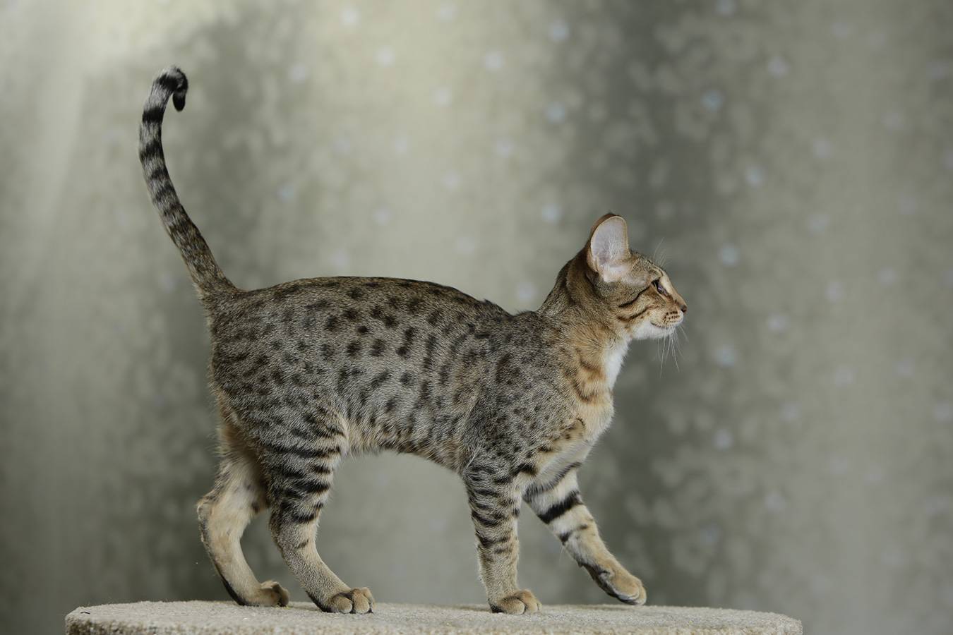 Канаани: фото кошки, описание породы, характер, правила ухода и содержания | for-pet