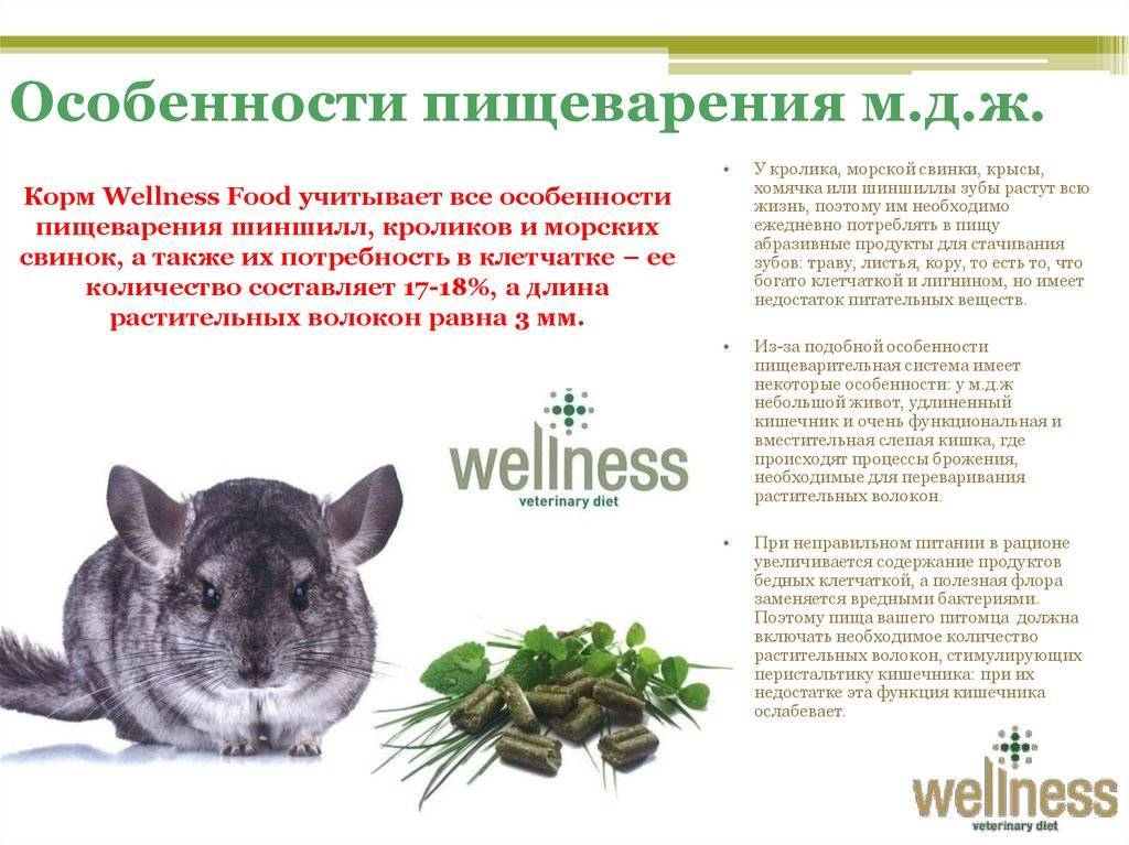 Отряд грызуны. млекопитающие
