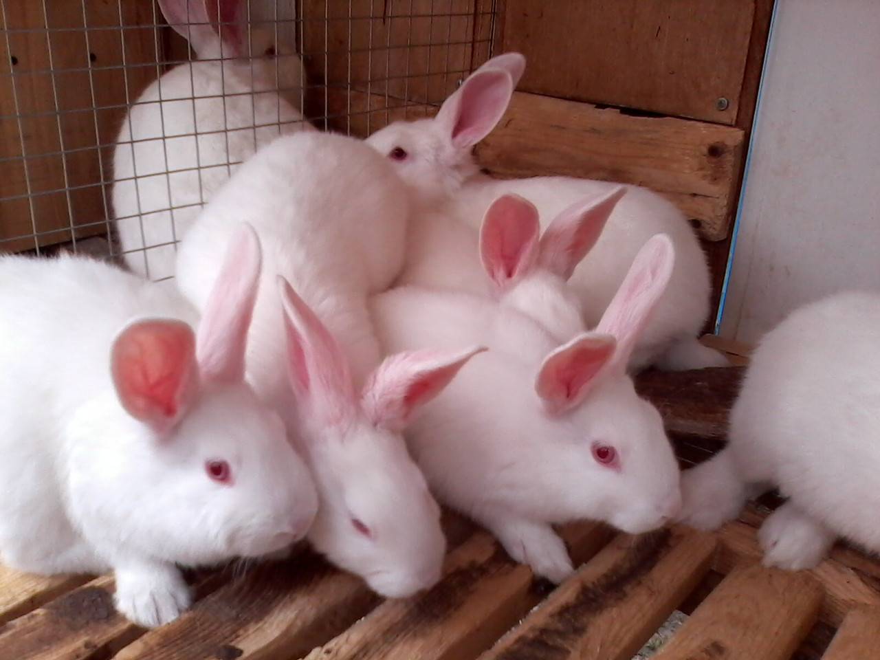 О белом кролике паннон: характеристики породы, особенности разведения и ухода