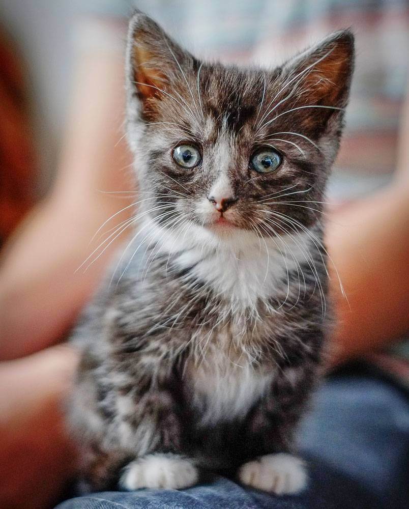 Миски для кота какие у вас?