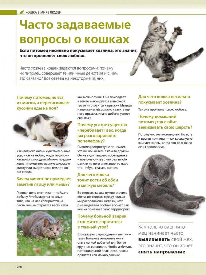 10 «нельзя» для хозяина кошки