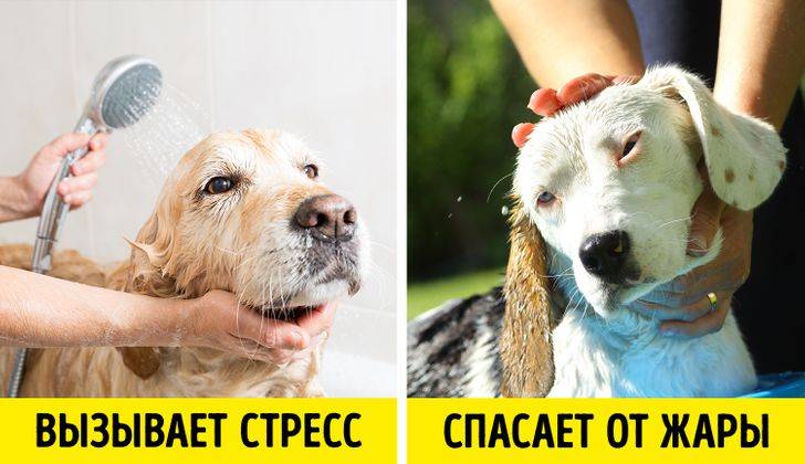 Домашние питомцы и жара - животные, жара, домашние животные, животные в жару, помощь при тепловом ударе