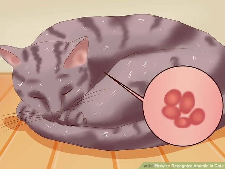 Чем спровоцирована и как лечится анемия у кошек