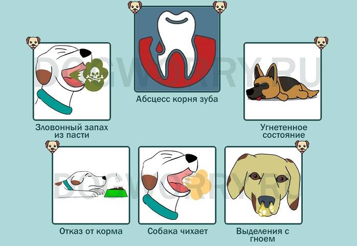 Собака чихает: причины, лечение и профилактика | блог ветклиники "беланта"