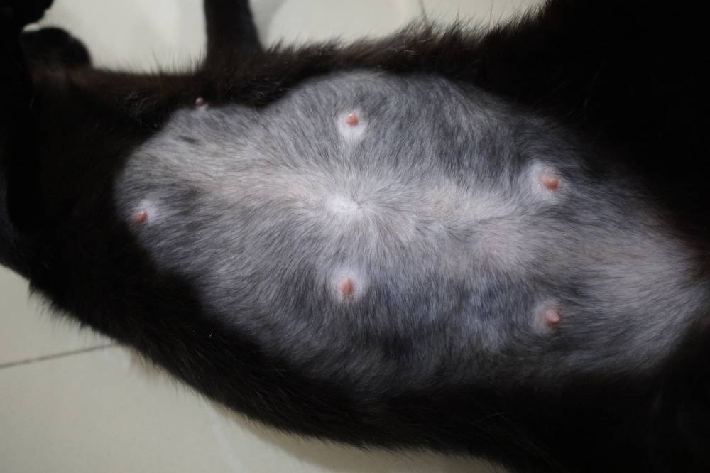 Опухоль молочной железы у кошек – симптомы и лечение