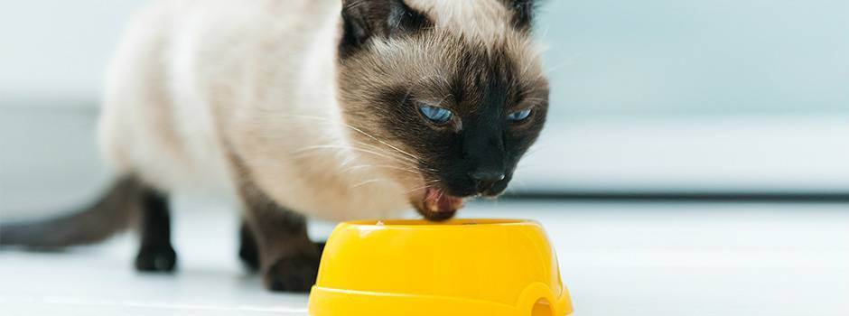 Как ест кошка: интересные факты