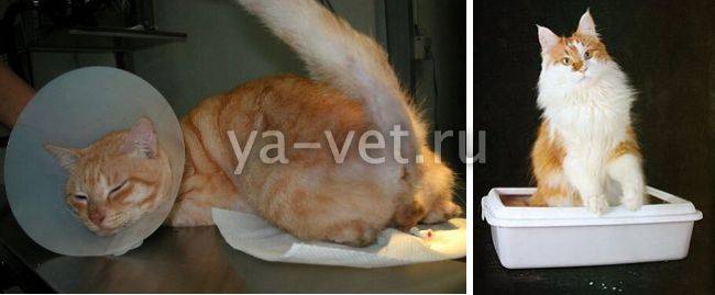Мочекаменная болезнь у кошек | заметки ветеринара