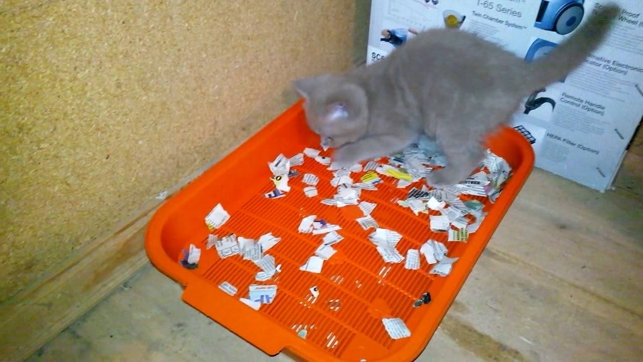 Как приучить кошку к лотку. Лоток для котенка 1 месяц. Приучить котенка к лотку. Просто котята приучаются к лотку. Приучить кота к лотку быстро.