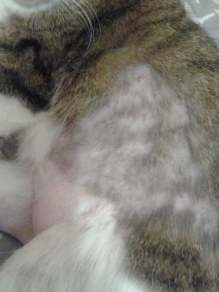 Почему у кошки выпадает шерсть клоками, болячки на коже и спине?