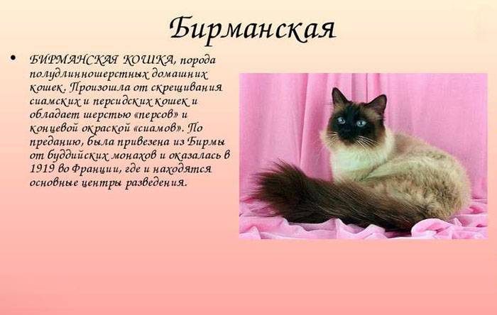 Священная бирманская кошка: описание породы, характер, фото