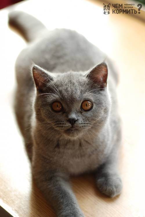 Сухой корм для кастрированных котов: профилактика болезней и сбалансированный состав ' кошки '