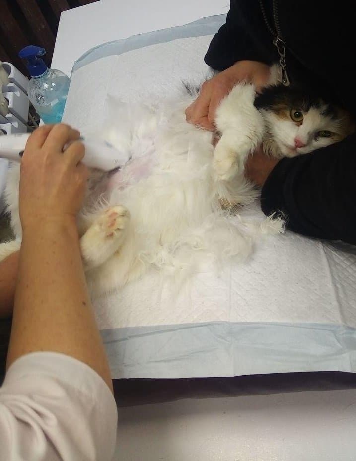 Как усыпляют кошек в ветклиниках — подробно о процедуре