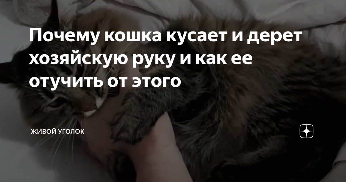 Как отучить кошку кусать руки и ноги: 5 советов - gafki.ru