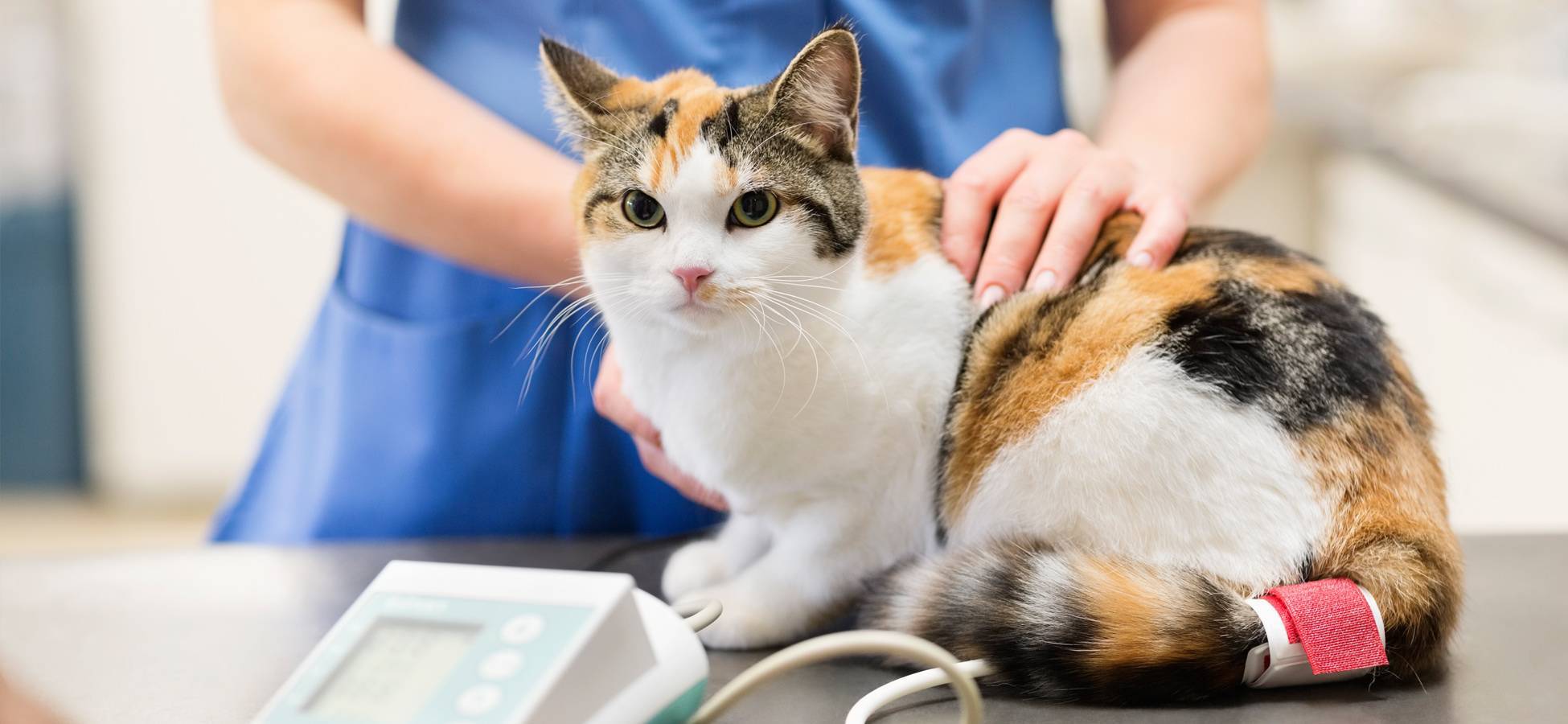 Короновирусная инфекция у кошек: причины, симптомы и лечение