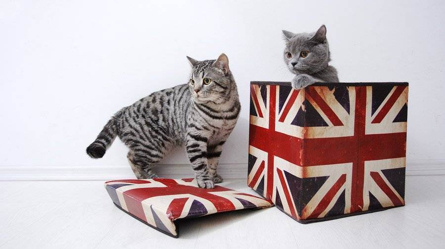 Британская кошка