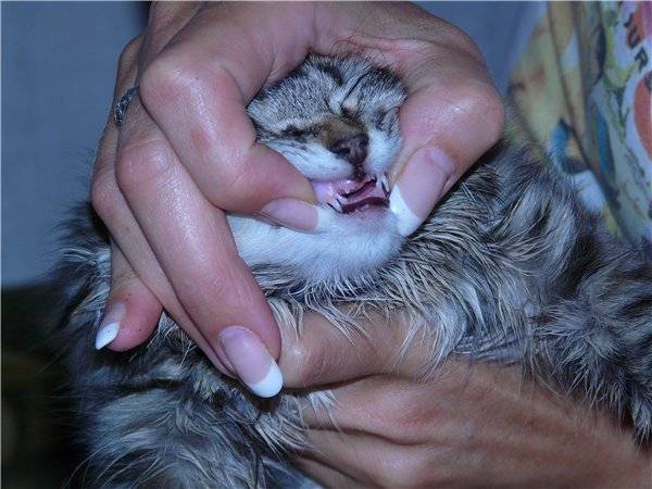 Когда у котят меняются зубы – в каком возрасте, как происходит смена, осложнения, уход за питомцем
