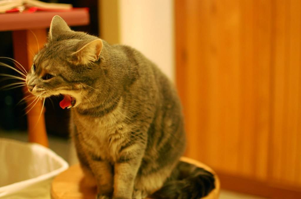 Что делать, если кота или кошку рвет после еды непереваренной пищей: рвота с желчью, пеной и кровью, почему и как лечить в домашних условиях