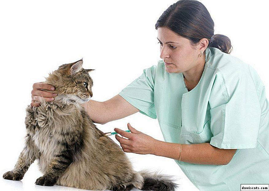Симптомы токсоплазмоза у кошки: лечение, как передаётся к человеку, анализы и прививки