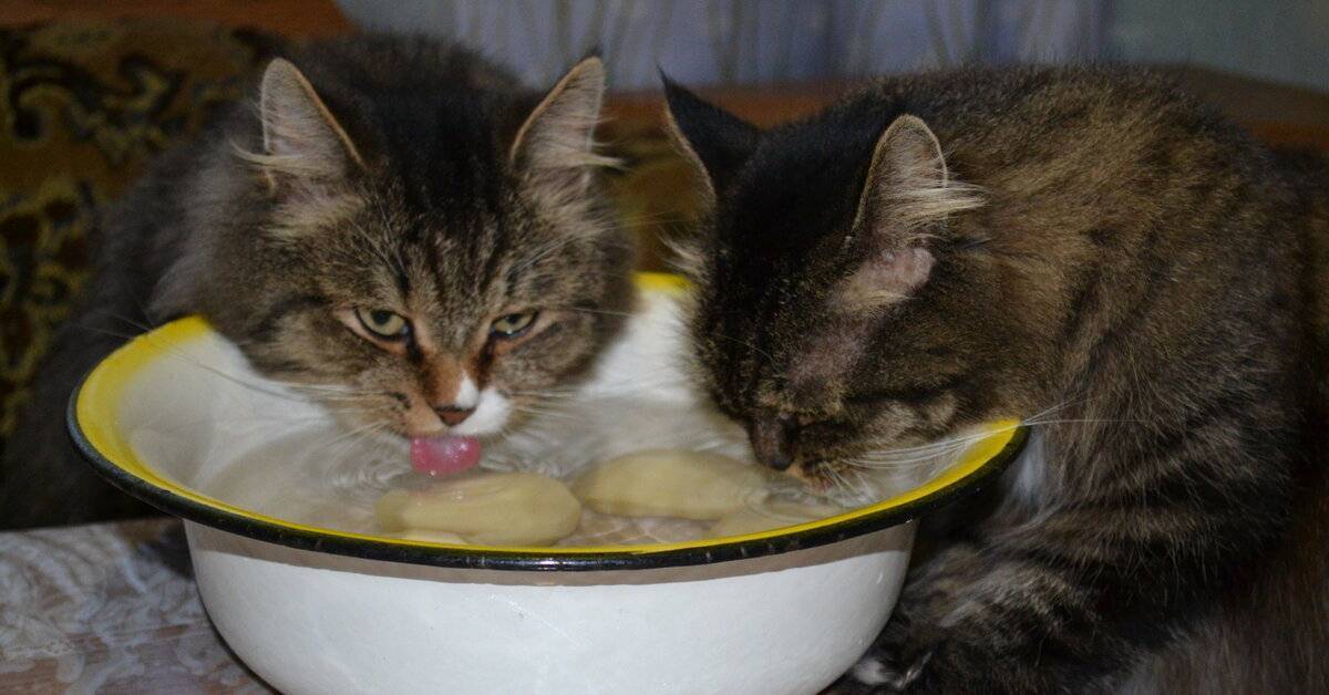 Почему кошка закапывает еду