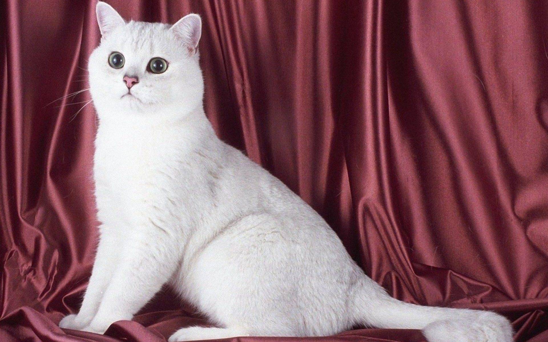 британская кошка с фотографиями и названиями