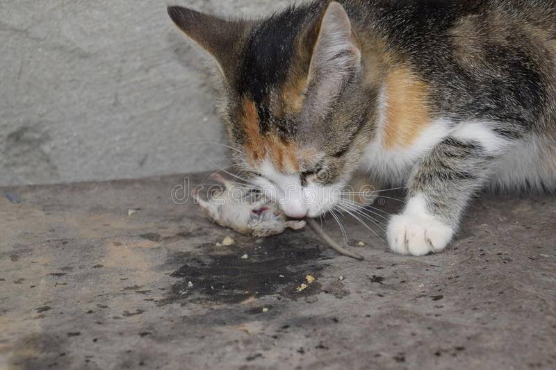 Что будет если кошка съест отравленную мышь. кот съел отравленную мышь – симптомы, помощь, последствия особенности ядов и симптоматика отравления