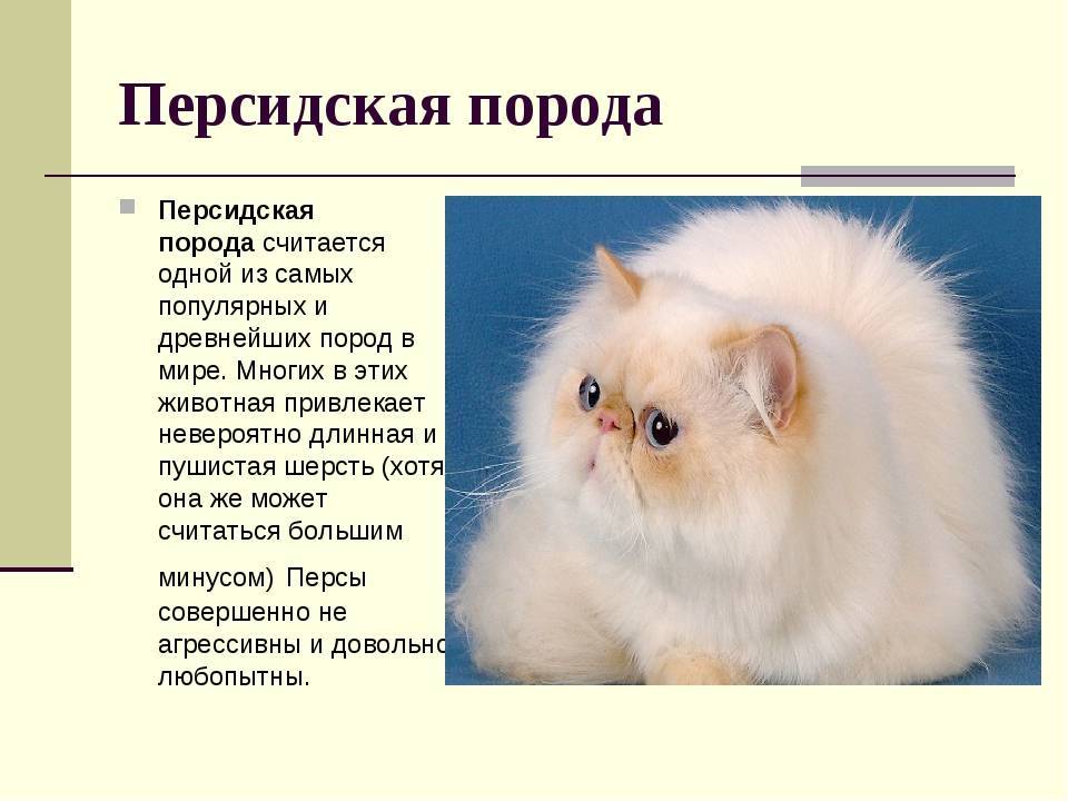 Описание ангорских кошек, их особенности содержания и кормления