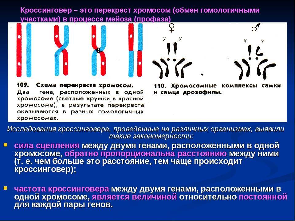 В гаметах человека 23 хромосомы. Кроссинговер. Кроссинговер хромосом. Кроссинговер это кратко. Типы хромосом в кариотипе человека.