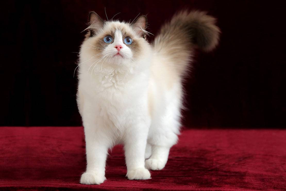 Рэгдолл кошка: описание породы, фото