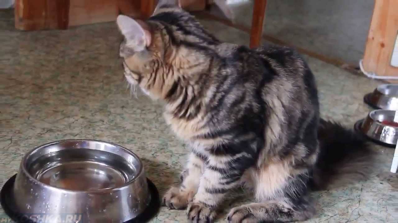 Котенок не пьет воду – что делать, почему он хочет только молоко?