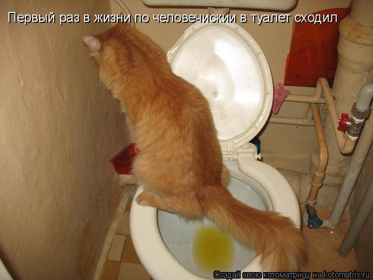 Почему котенок мяукает когда ходит в туалет?