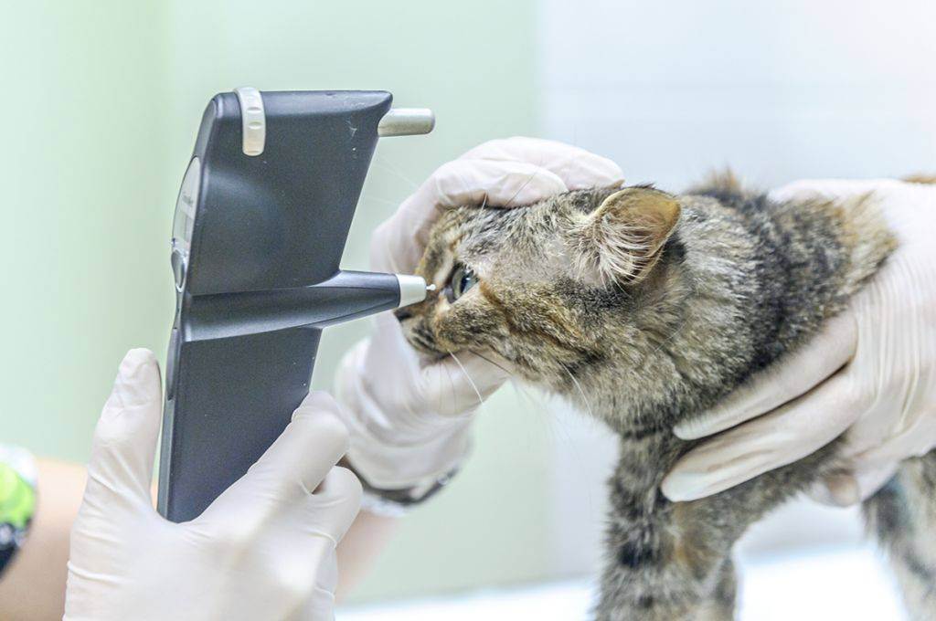 Диабет у кошек – симптомы и лечение