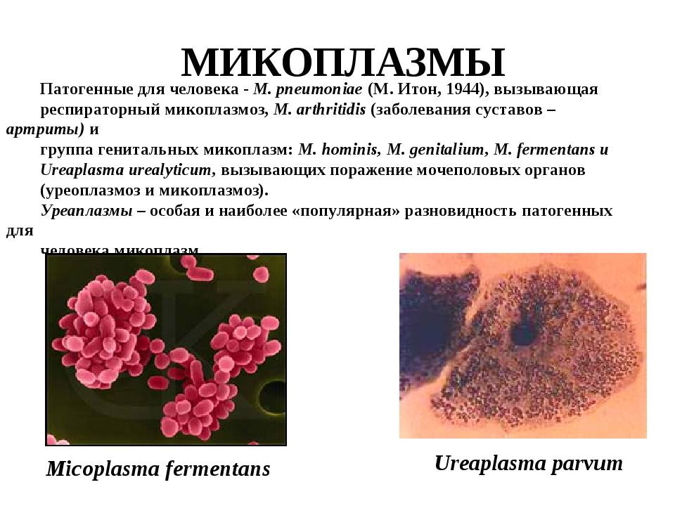 Микоплазма как передается. Микоплазмы строение микробиология. Микоплазма пневмония микробиология. Возбудитель микоплазмоза микробиология. Микоплазма пневмония микроскопия.