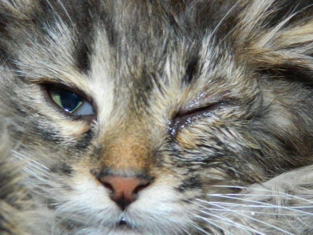 Котенок чихает и слезятся глаза: лечение, причины