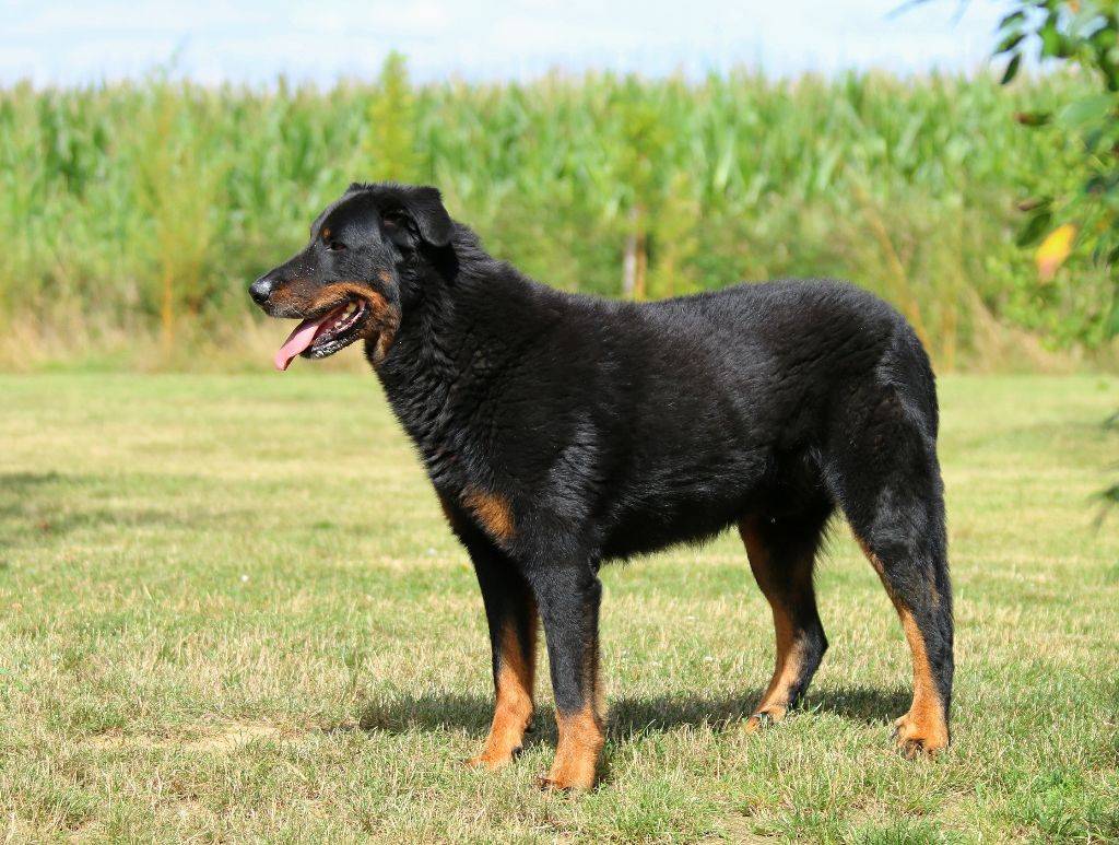 Босерон (французская овчарка) — фото, описание породы и особенности содержания собаки