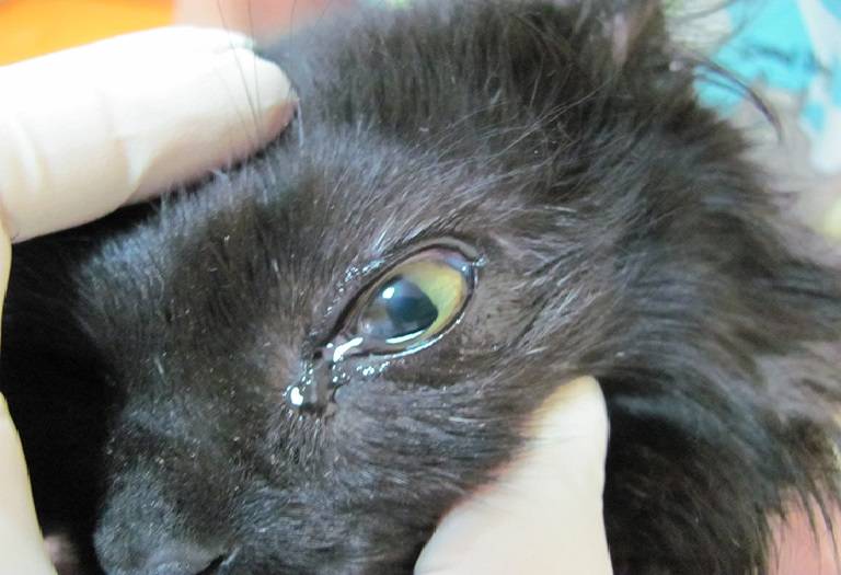 Коричневые выделения из глаз у кошек: причины, чем лечить в домашних условиях