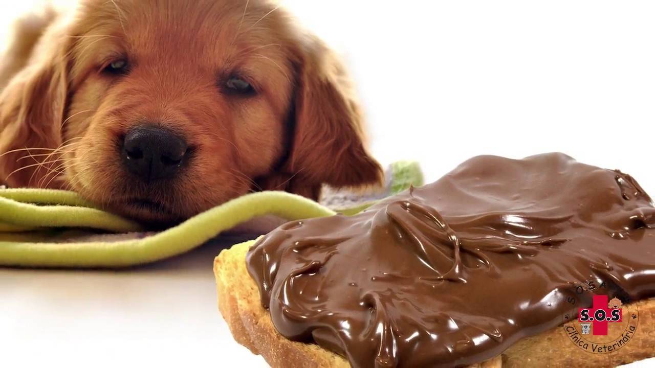 Можно ли собакам сладкое