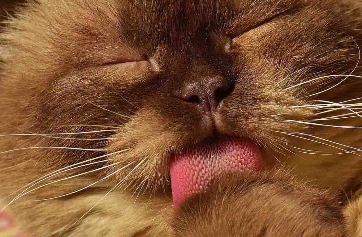 Рвота у кота. 11 самых вероятных причин и их лечение